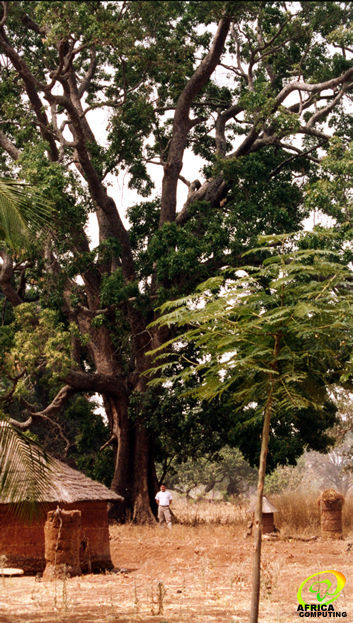 Baobab beninois